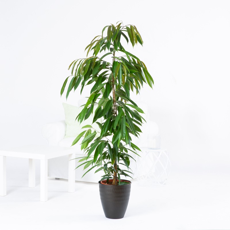 Ficus amstel king